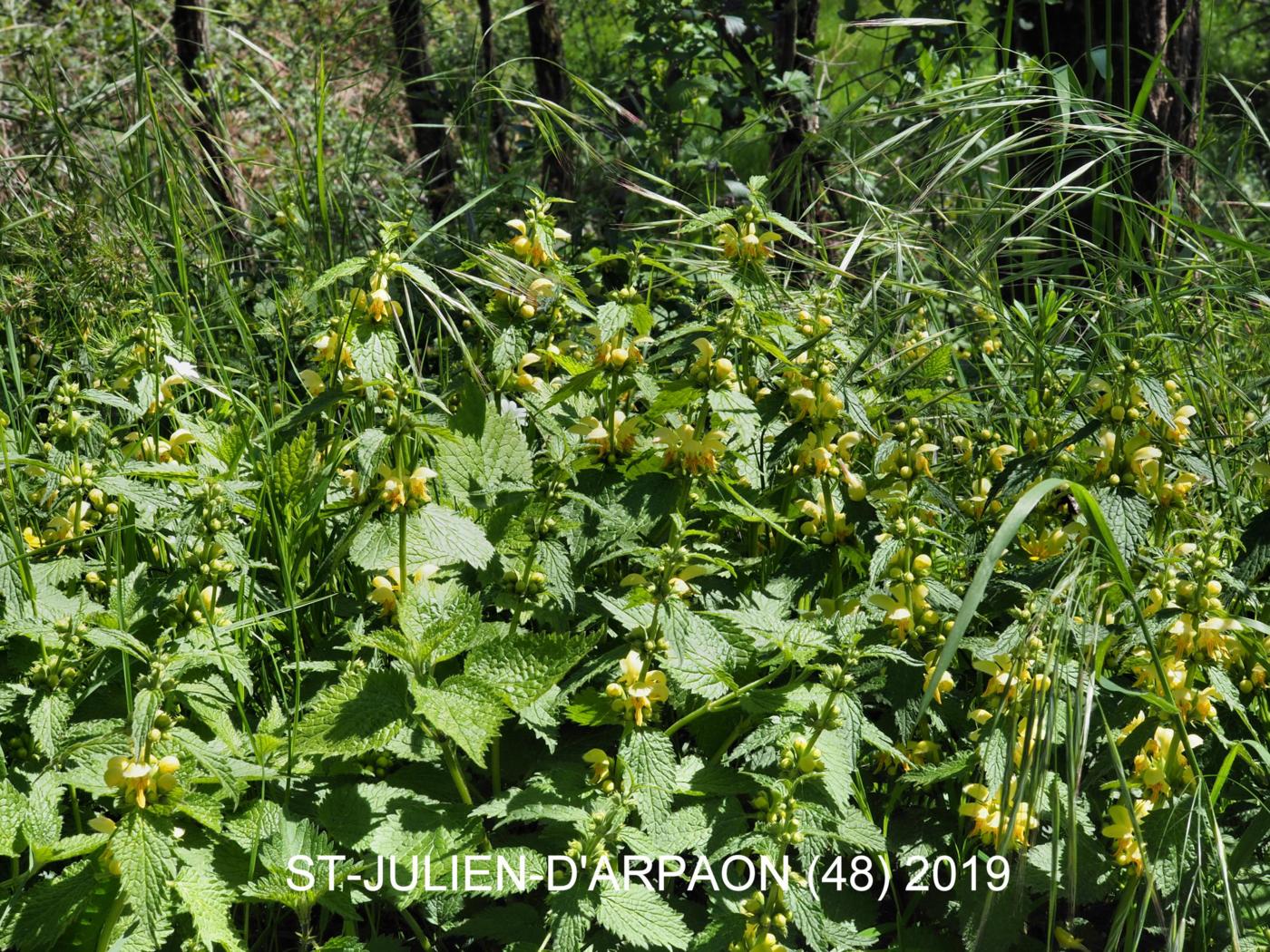 Archangael, Yellow plant